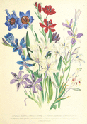 Bouquet de fleurs enjou&eacute;es de mars